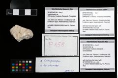 Foto (Objekt + Etikett) von Laeviprosopon sp.  (NHMW-GEO-2014-0194-0158a)